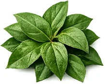 গুড়মার — Diatrust ইউনানি ক্যাপসুলের উপাদান